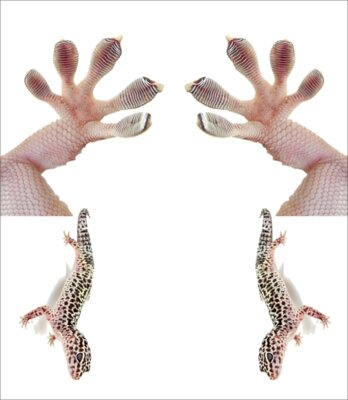 paws gecko